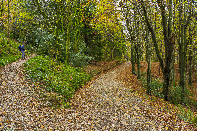 Lanthwaite Wood Lanthwaite Wood
